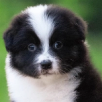 Bonneville, tricolor Australian Shepherd for sale