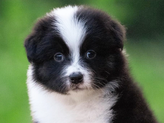 Australian Shepherd puppy for sale