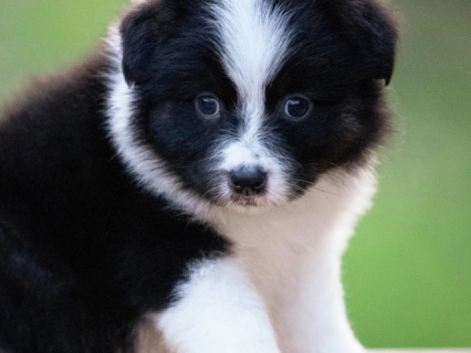 Australian Shepherd puppy for sale