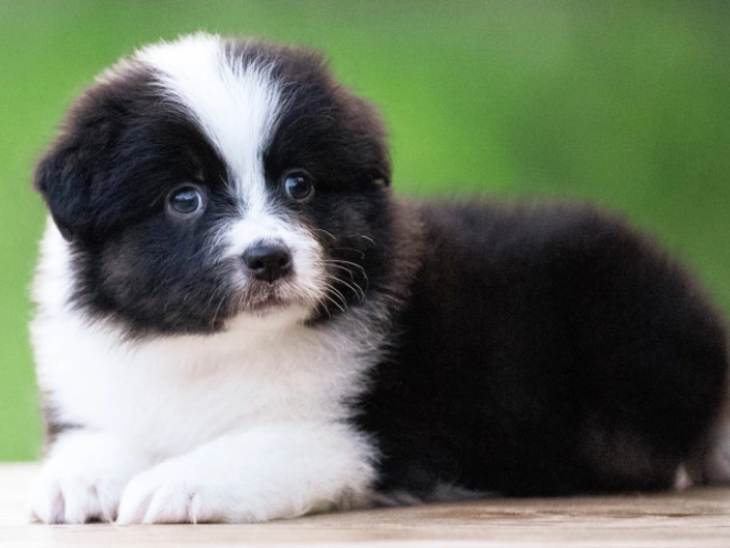 Australian Shepherd puppy for sale
