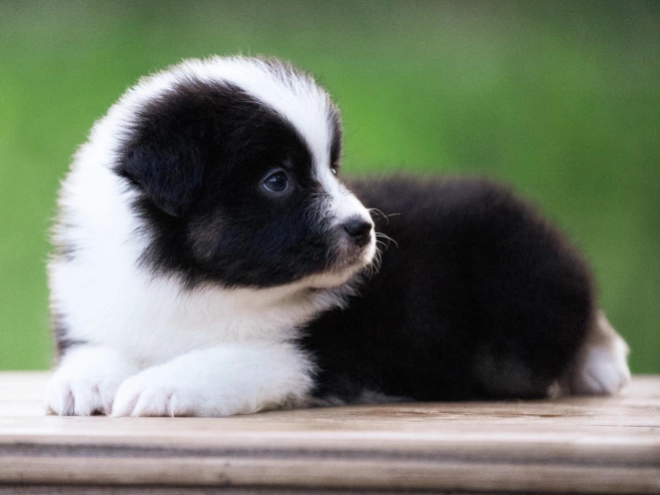 Australian Shepherd puppy for sale