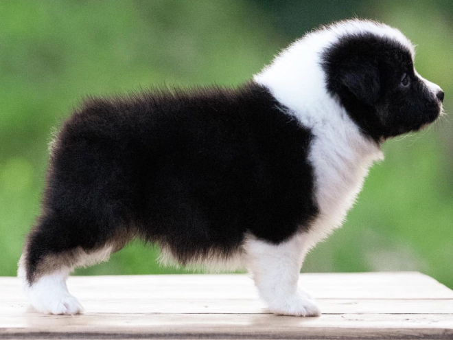 Australian Shepherd puppy for sale