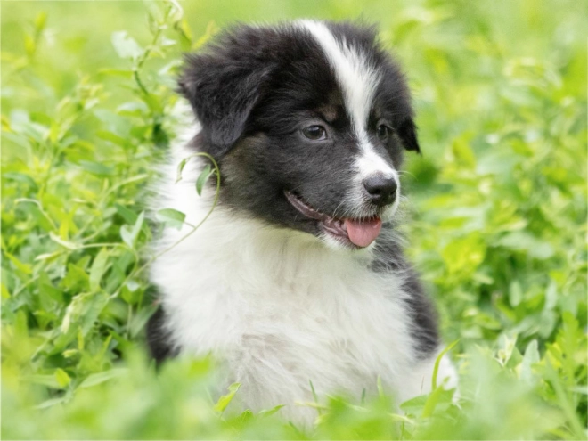 Perros Pastor Australiano en venta