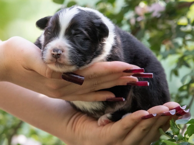Australian Shepherd puppy for sale