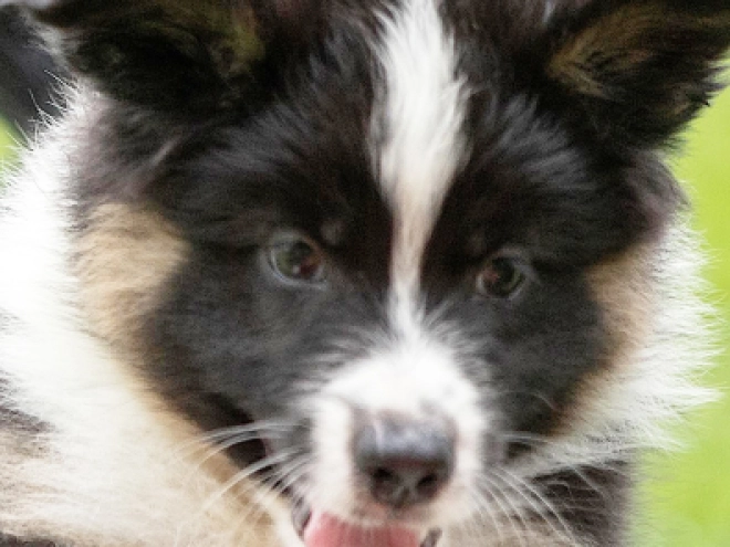 Australian Shepherd Welpe kaufen