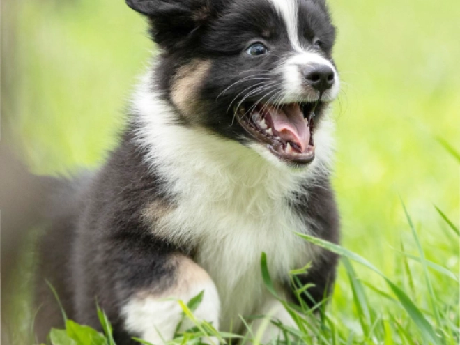 Australian Shepherd Welpe kaufen