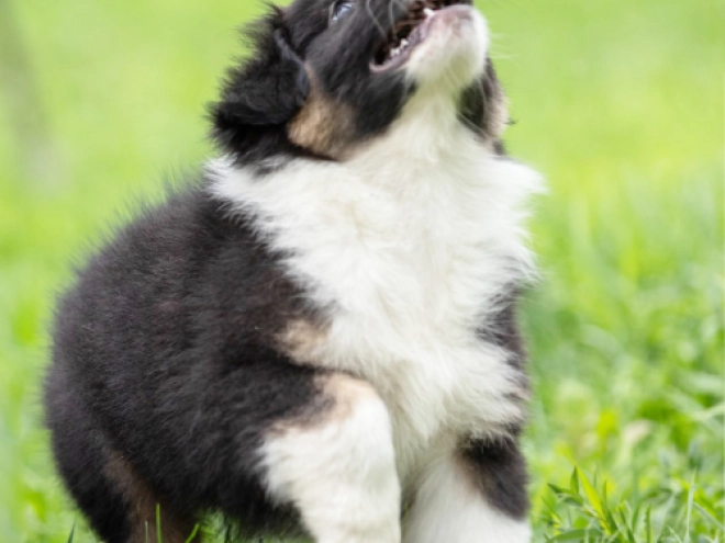 Australian Shepherd Welpe kaufen