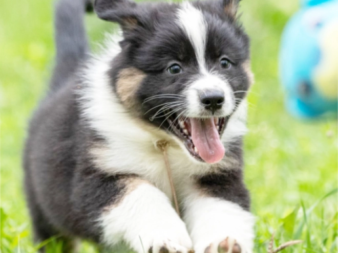Australian Shepherd Welpe kaufen
