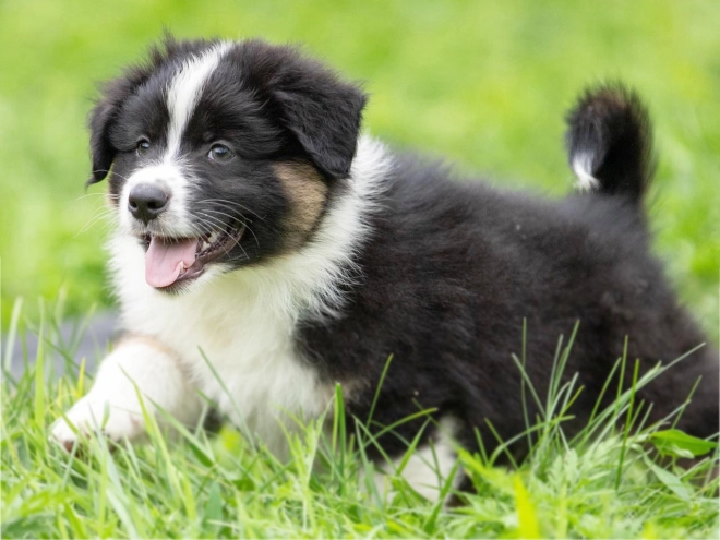 Australian Shepherd Welpe kaufen