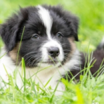 Astra, tricolor Australian Shepherd Welpen kaufen