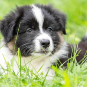 Australian Shepherd Welpe kaufen