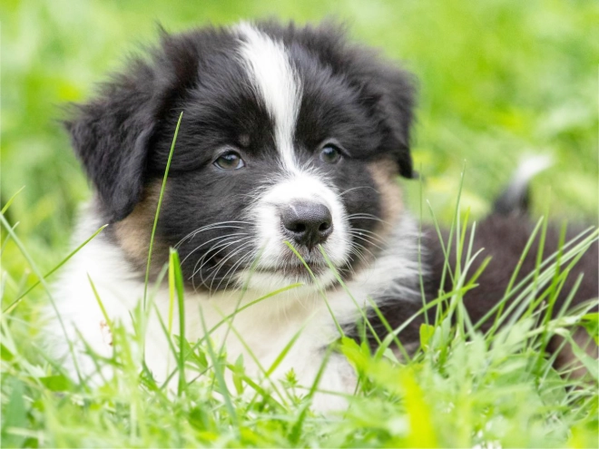 Australian Shepherd Welpe kaufen