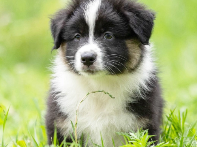Australian Shepherd Welpe kaufen