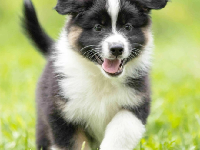 Australian Shepherd Welpe kaufen