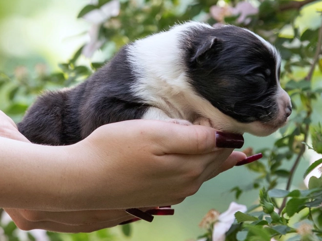 Australian Shepherd puppy for sale