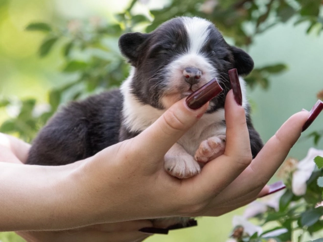 Australian Shepherd puppy for sale