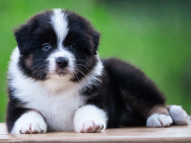 Australian Shepherd puppy for sale