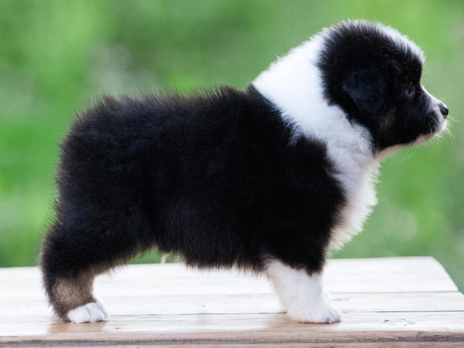Australian Shepherd puppy for sale