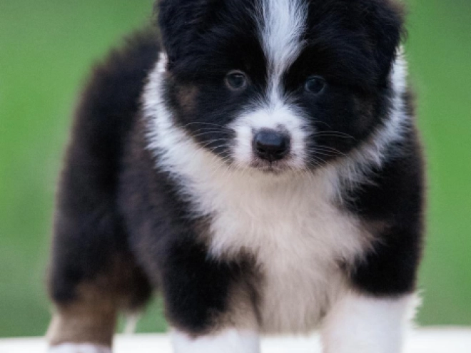 Australian Shepherd puppy for sale