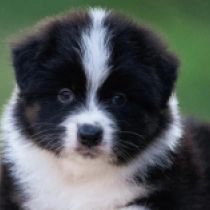 Astra, tricolor Australian Shepherd for sale