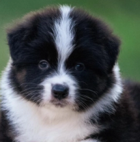 Australian Shepherd puppy for sale