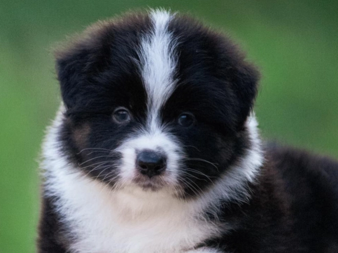 Australian Shepherd puppy for sale