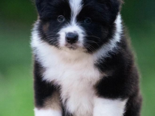 Australian Shepherd puppy for sale