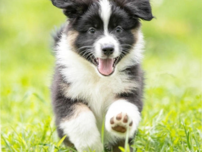 Australian Shepherd Welpe kaufen