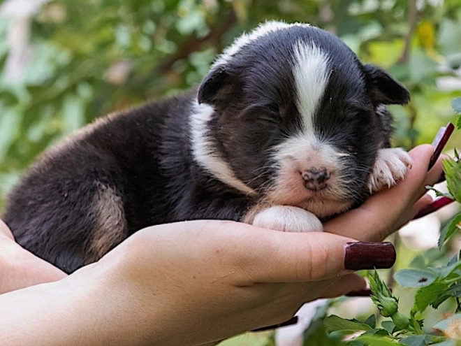 Perros Pastor Australiano en venta