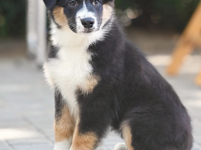 Australian Shepherd puppy for sale