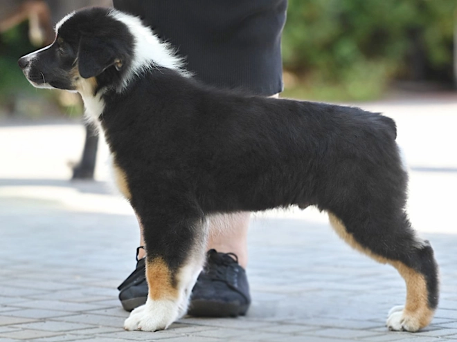 Australian Shepherd puppy for sale