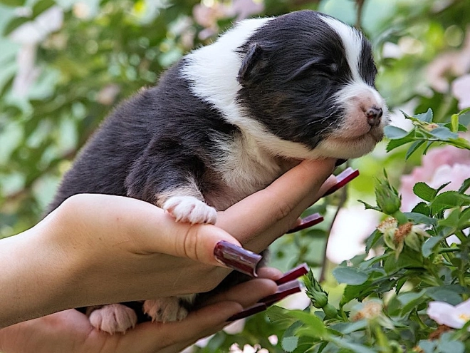 Perros Pastor Australiano en venta