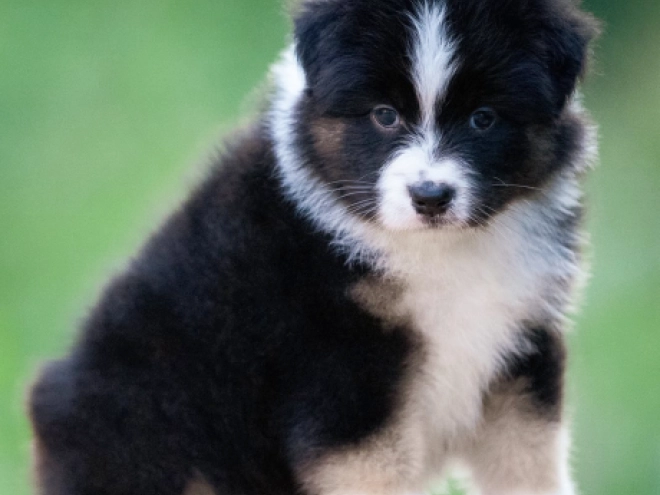 Perros Pastor Australiano en venta
