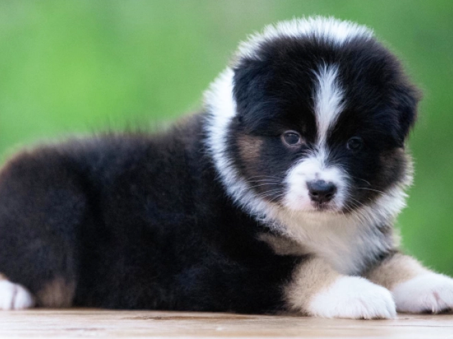 Perros Pastor Australiano en venta