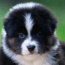 Bear, tricolor Australian Shepherd for sale