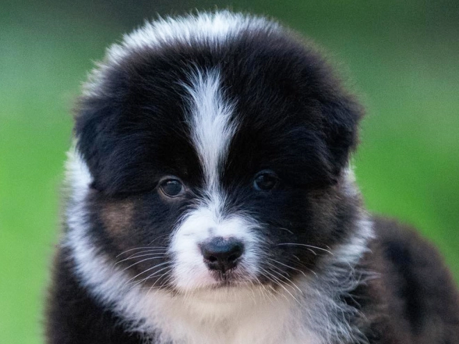 Perros Pastor Australiano en venta