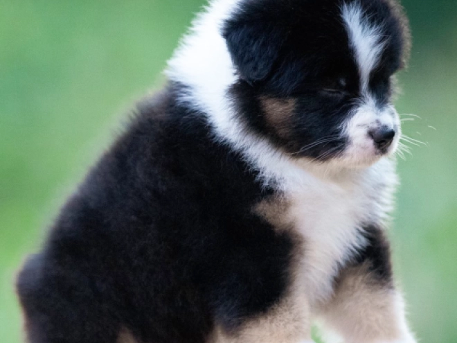 Perros Pastor Australiano en venta