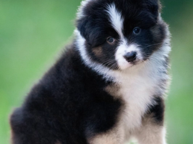 Perros Pastor Australiano en venta