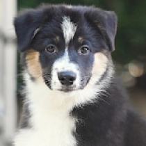Bear, tricolor Australian Shepherd for sale
