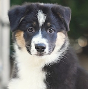 Australian Shepherd puppy for sale