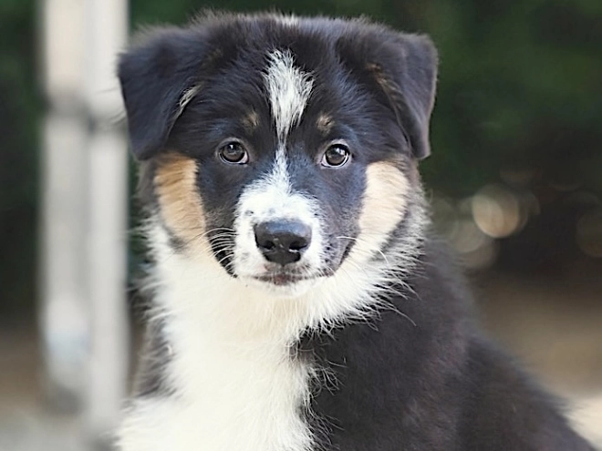 Australian Shepherd puppy for sale