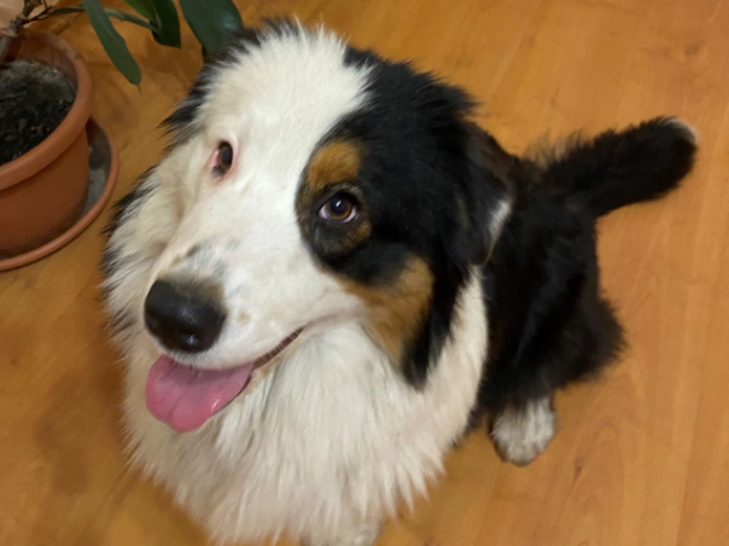 Australian Shepherd Welpe zu verkaufen