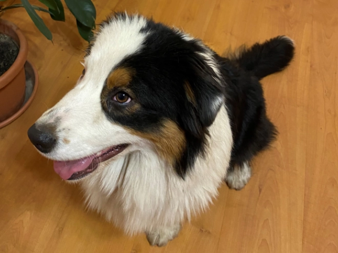 Australian Shepherd Welpe zu verkaufen