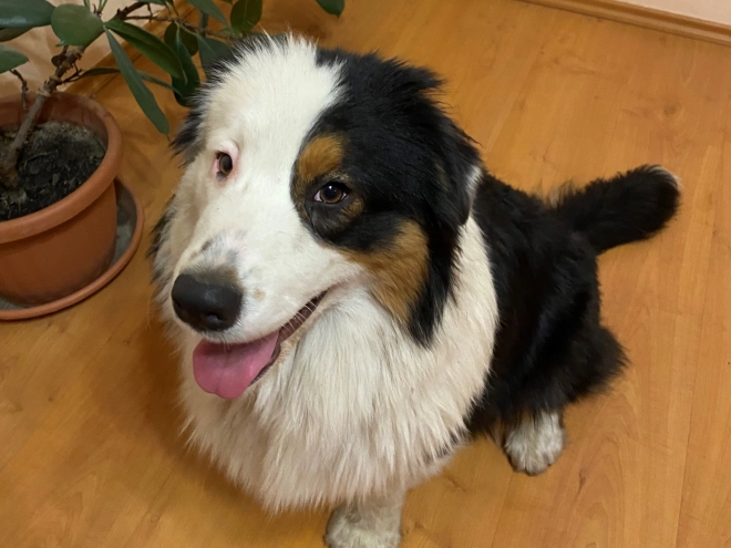 Australian Shepherd Welpe zu verkaufen