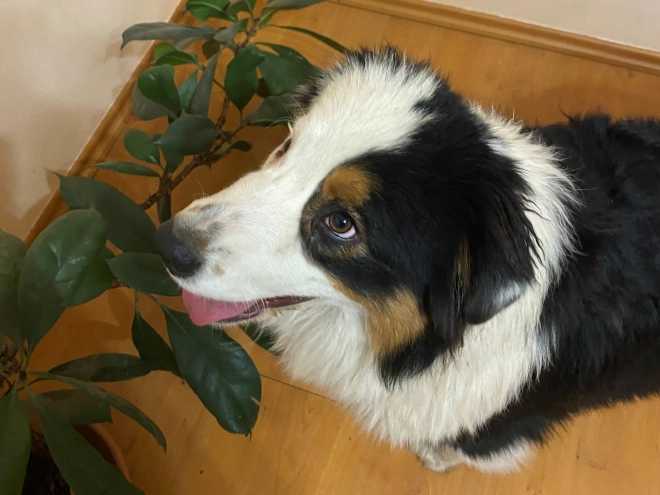 Australian Shepherd Welpe zu verkaufen
