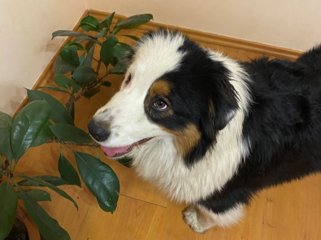 Australian Shepherd Welpe zu verkaufen