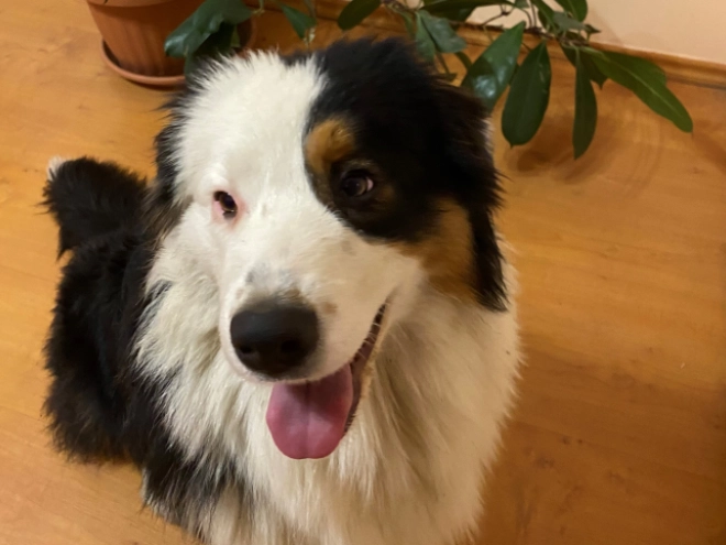 Australian Shepherd Welpe zu verkaufen