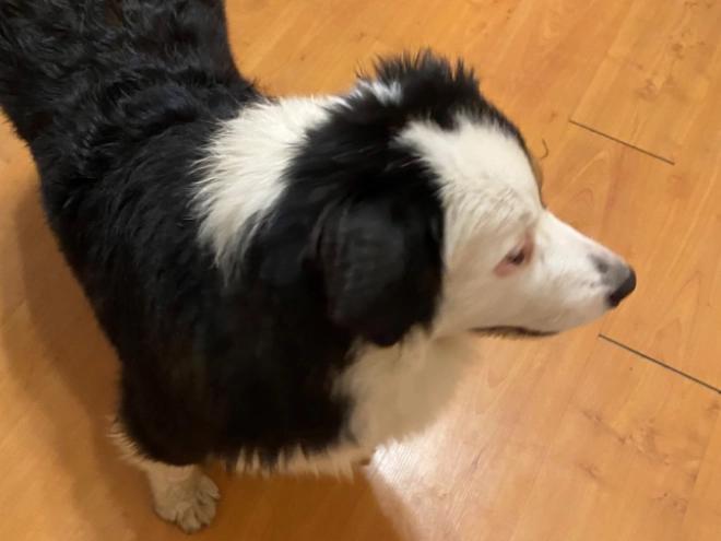 Australian Shepherd Welpe zu verkaufen