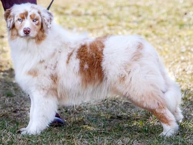 Australian Shepherd puppy for sale