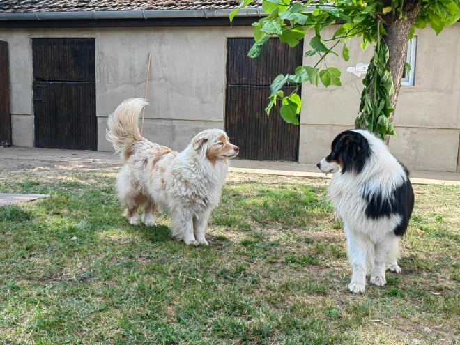 Perros Pastor Australiano en venta